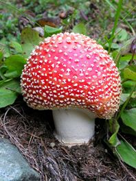 funghi calabria