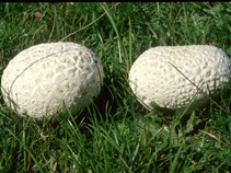 funghi calabria