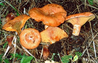 funghi calabria