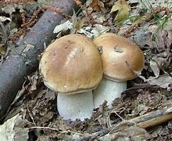 funghi calabria