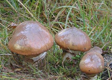 funghi calabria