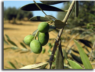 olio d'oliva Calabria