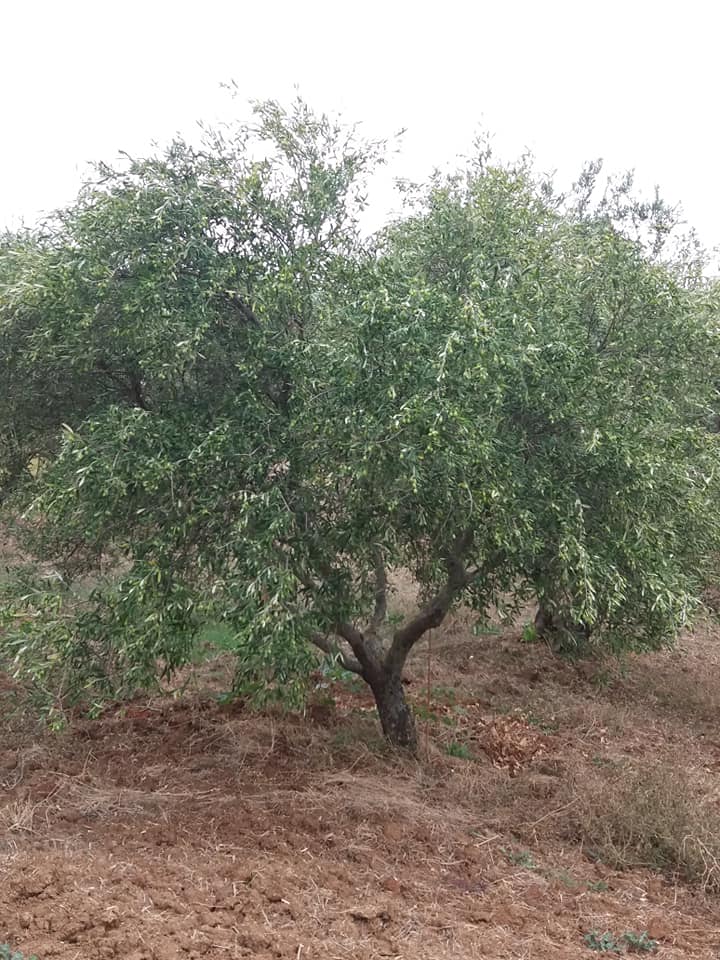 image10