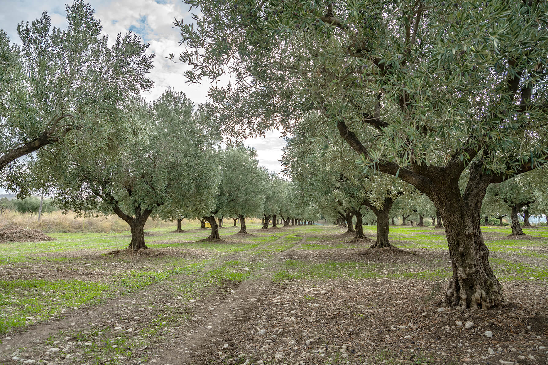 foto azienda