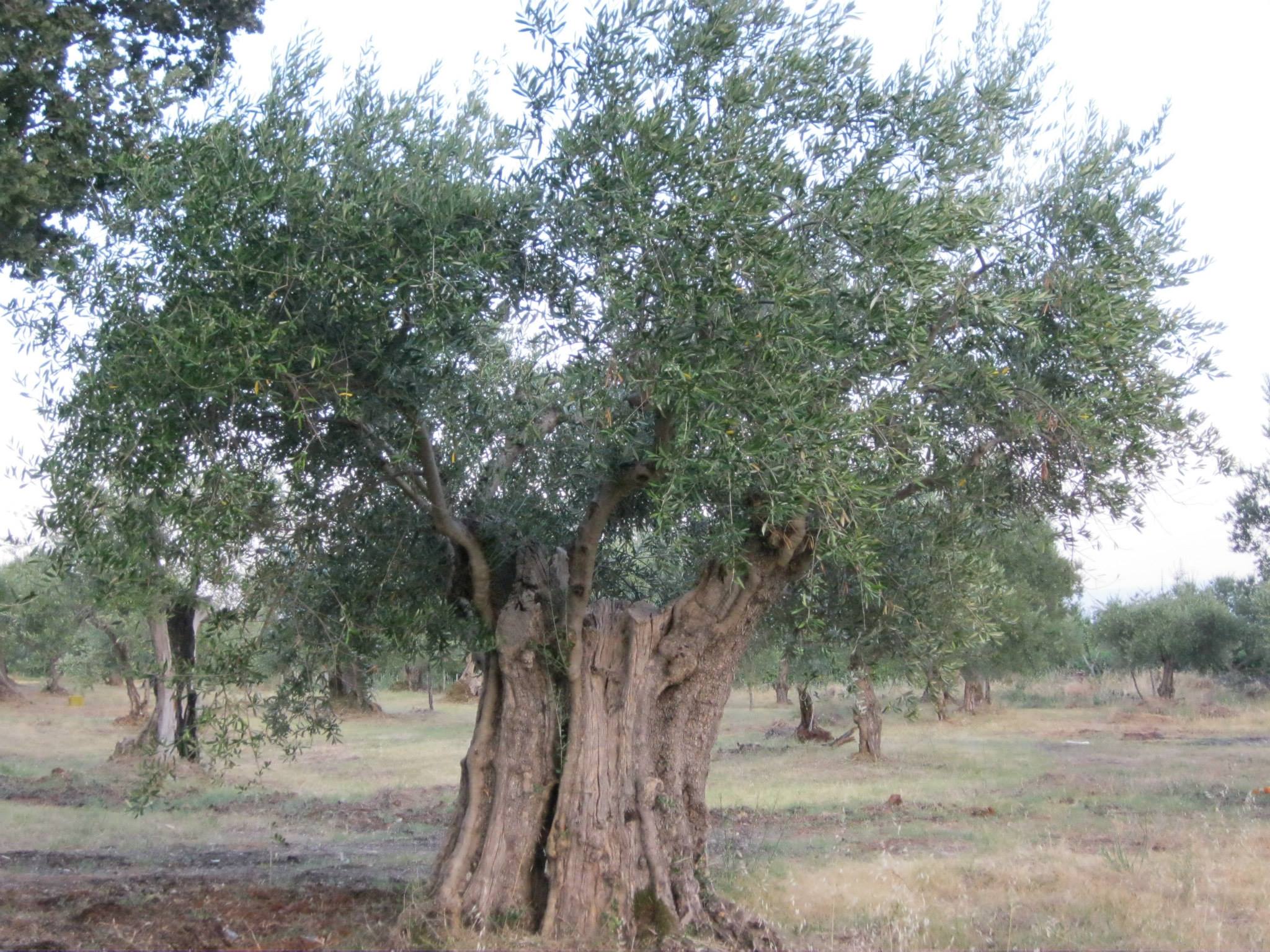 foto azienda